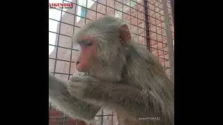 Blind Monkey #animal #nature #care #wildlife #monkeys #rescue
