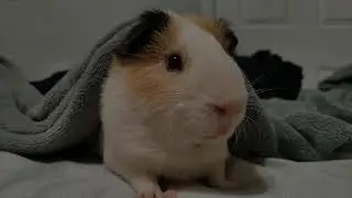 Goodnight Boop For Guinea Pig