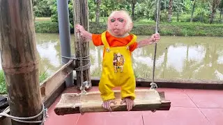 Energetic Morning with Baby Monkey Jobi