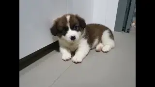 Corgi puppy growing up || Cookie the Fatty