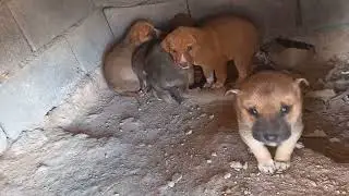 7 youtube puppies 34-2 - 34 days already 