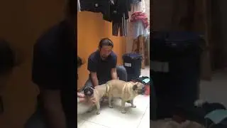 SERVICIO DE INSEMINACI&Oacute;N ARTIFICIAL Y/O ASISTENCIA EN MONTA NATURAL PUG . 966 387 781. LIMA PERU