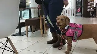 Assistance Dog Training Day