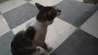 My house 🐱cat and kitten🐅#cat #smartkitty #catlover