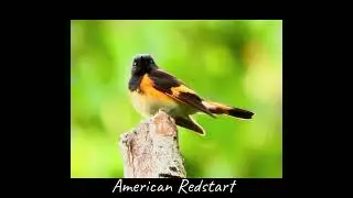 American Redstart