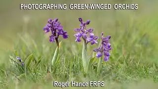 Photographing Green Winged Orchids with the Olympus EM1 MkIII