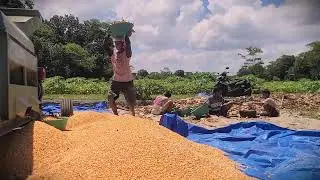 Massive Yield: Processing Corn Grains with a Diesel Engine _FarmersLife _Shorts