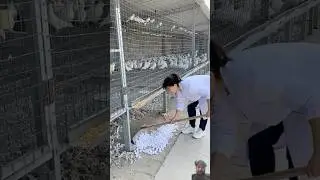How many eigs #pigeonpigeon #worlduniqueamazingpigeonfarm