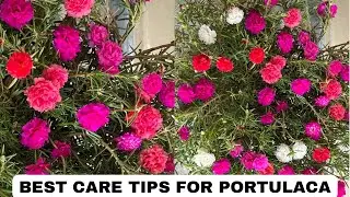 PORTULACA colourful flower growing || Moss rose || PORTULACA growing tips || #viral #diy #shorts 