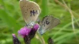 Maculinea nausithous Mteleius