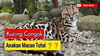 Mengapa kucing congok sering dianggap anak macan❓❓