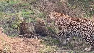 Luluka showing her new two cubs