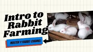 Intro to Rabbit Farm 101