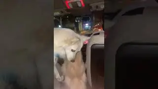 🐾Road Trip Ready: Traveling with Pets Like a Pro! 🚗🐾