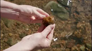 Protect biodiversity: Research into the decline of a global hotspot of freshwater mussels (long)