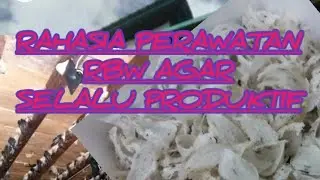 rahasia perawatan rbw supaya selalu produktif dan tidak stagnan #rbw #rumahwalet #walet
