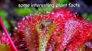 Some Interesting Plant Facts