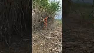 The robot is harvesting sugarcane.