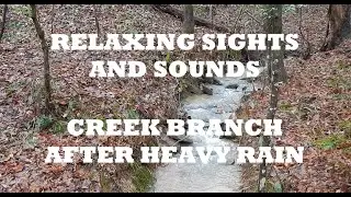 Relaxing Sights And Sounds - Creek Branch After Heavy Rains