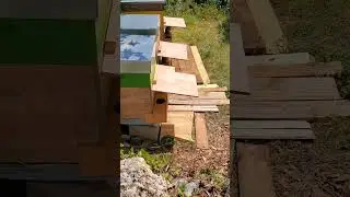 Essai de la planche Norma contre les frelons asiatiques