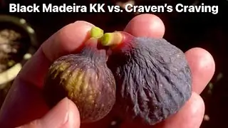 Black Madeira (KK) fig vs. Craven's Craving fig