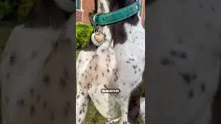 Dog Shivers Explained! 🐶❓