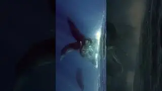 Sperm whales socializing #shorts