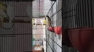 Canarias #birds #birdsounds #ytshorts #shorts #canary #shortvideo #shortsviral #canarybird #petbirds