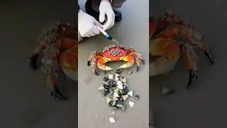 Man Rescues Crab Trapped Inside a Barnacle Covered Bottle! 🦀⚓🍾   #BeachRescue