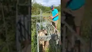 Homemade Goat Working Chute-Working Goats