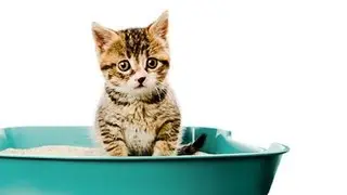 How to Litter Train a Kitten: Litter Training a Cat