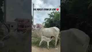 The Purest Bond on Earth 🕊️ #mothernature #cowandcalf #purelove #spritualindia #mytharaaa #love