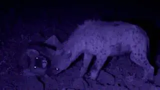 Urban hyena behavior: a submissive male greets an adult female