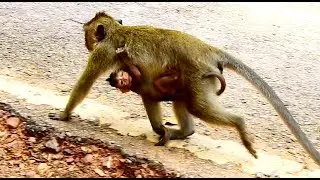 Poor baby monkey Maci was kidnap by Dee Dee monkey, Maci cry and very angry Dee Dee