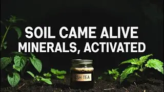 This Fermented Wood Ash Trick Makes Plants Grow CRAZY Fast!