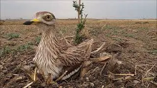 Eurasian stone curlew nest, from egg to chick (Burhinus oedicnemus)