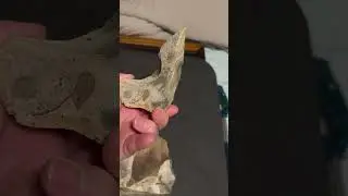 #Neanderthal #caveofbones