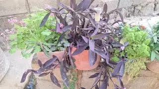 الله يديم علينا المطر مطر الخير والبركة❤️