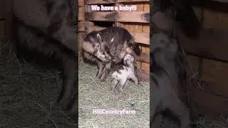 What a surprise!! #babygoats #goats #goatfarming #nigeriandwarfgoat