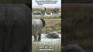 Extreme Survival WildlifeWild  Animal Encounter In Elephant Herd Safari SanctuaryNational Park #10