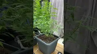 Plant flower GG 🦍Day 11 | Gardening Update