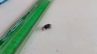 Small Black Beetle Next to a Ruler for Scale 6