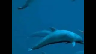 Dolphins Swimming - 3D render