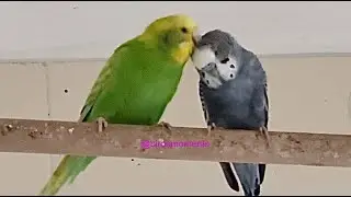 Precious the female green budgie preening her partner Jet the male grey budgie