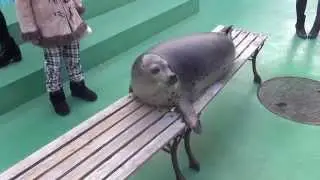 【アザラシ】ゴマフアザラシ小丸の散歩（伊勢シーパラダイス／水族館）