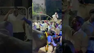 Sadar aagman bull #2025 #sadar #yadav #bull #festival #famous #hyderabad #diwali #festival #viral