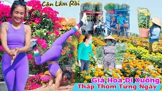 Đau Tim giá hoa rớt phút cuối cận kề chờ lái mua, Chợ Lách Bến Tre tết 2024