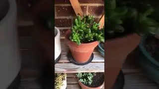 House with plants 🪴 🌱