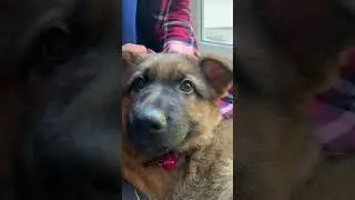 Izzy Stewart - our Sable German Shepherd puppy
