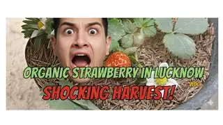 Organic strawberry in LUCKNOW|| Apple Tree Growth || LUCKNOW MEI APPLE OR STRAWBERRY 😲
